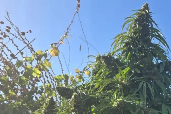 תמונה של קאנביס