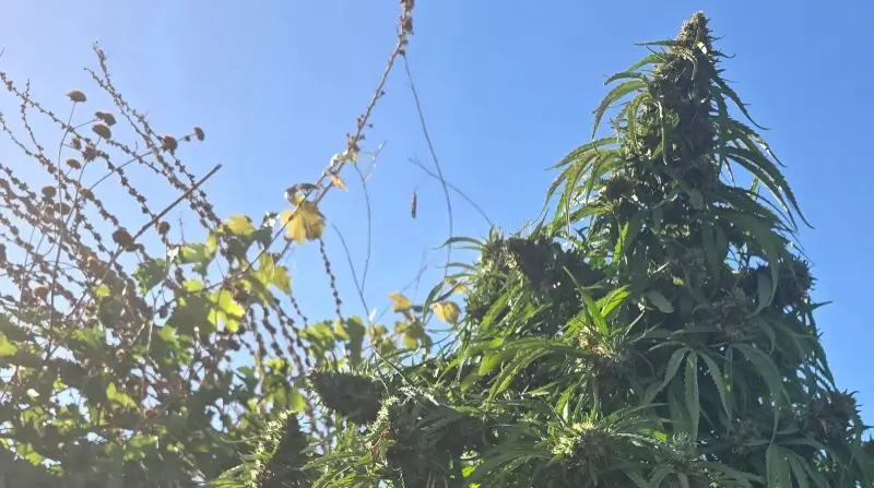 תמונה של קאנביס